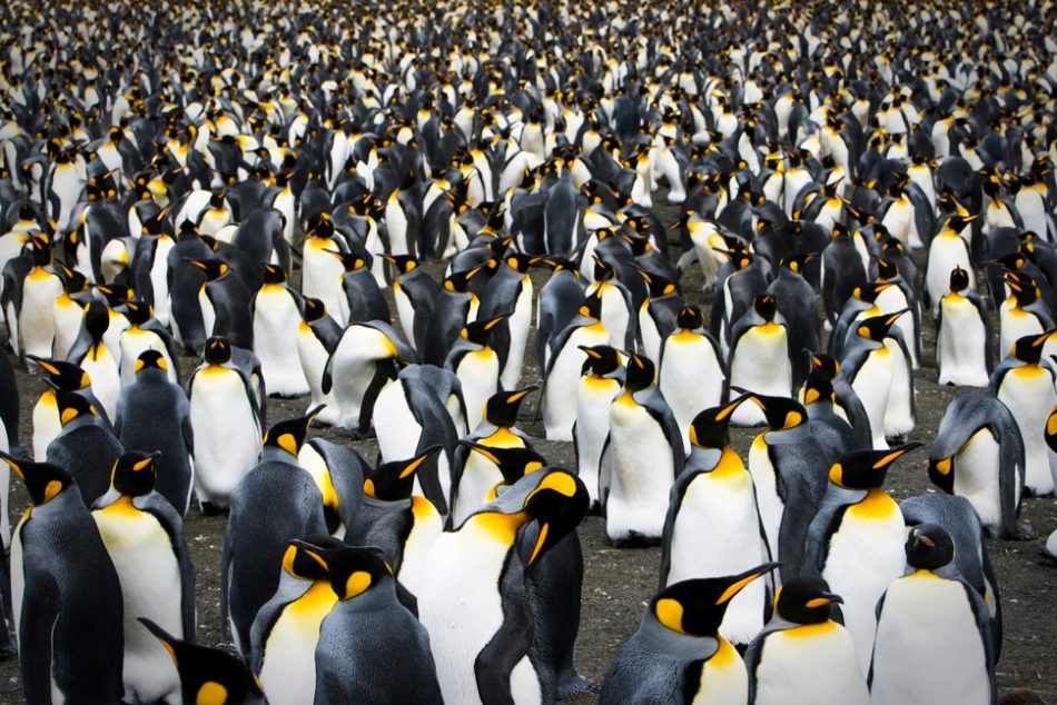 penguins-crowd-970x647